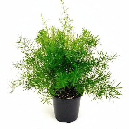 Asparagus Fern - www.Greenie.ae Buy online Best and Healthy Plants and quality products guarantee in Dubai Plants Shop in Dubai Abu Dhabi all over UAE Plants near me Fresh Plants in Dubai where to buy plants in UAE - Greenie.ae