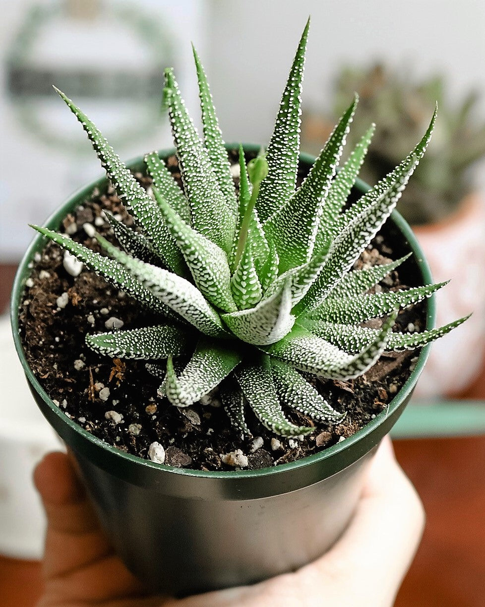 Zebra Cactus, Haworthia Fasciata Concolor - www.Greenie.ae Buy online Best and Healthy Plants and quality products guarantee in Dubai Plants Shop in Dubai Abu Dhabi all over UAE Plants near me Fresh Plants in Dubai where to buy plants in UAE - Greenie.ae