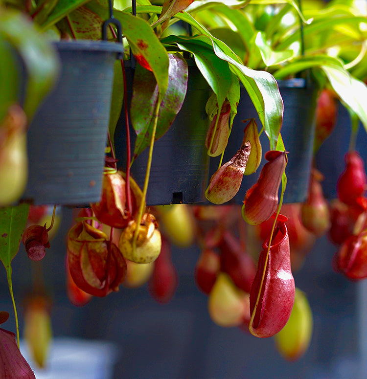 Monkey Jar , Nepenthes big - www.Greenie.ae Buy online Best and Healthy Plants and quality products guarantee in Dubai Plants Shop in Dubai Abu Dhabi all over UAE Plants near me Fresh Plants in Dubai where to buy plants in UAE - Greenie.ae