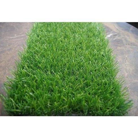 Zoysia Japonica, Korean Lawn Grass - www.Greenie.ae Buy online Best and Healthy Plants and quality products guarantee in Dubai Plants Shop in Dubai Abu Dhabi all over UAE Plants near me Fresh Plants in Dubai where to buy plants in UAE - Greenie.ae