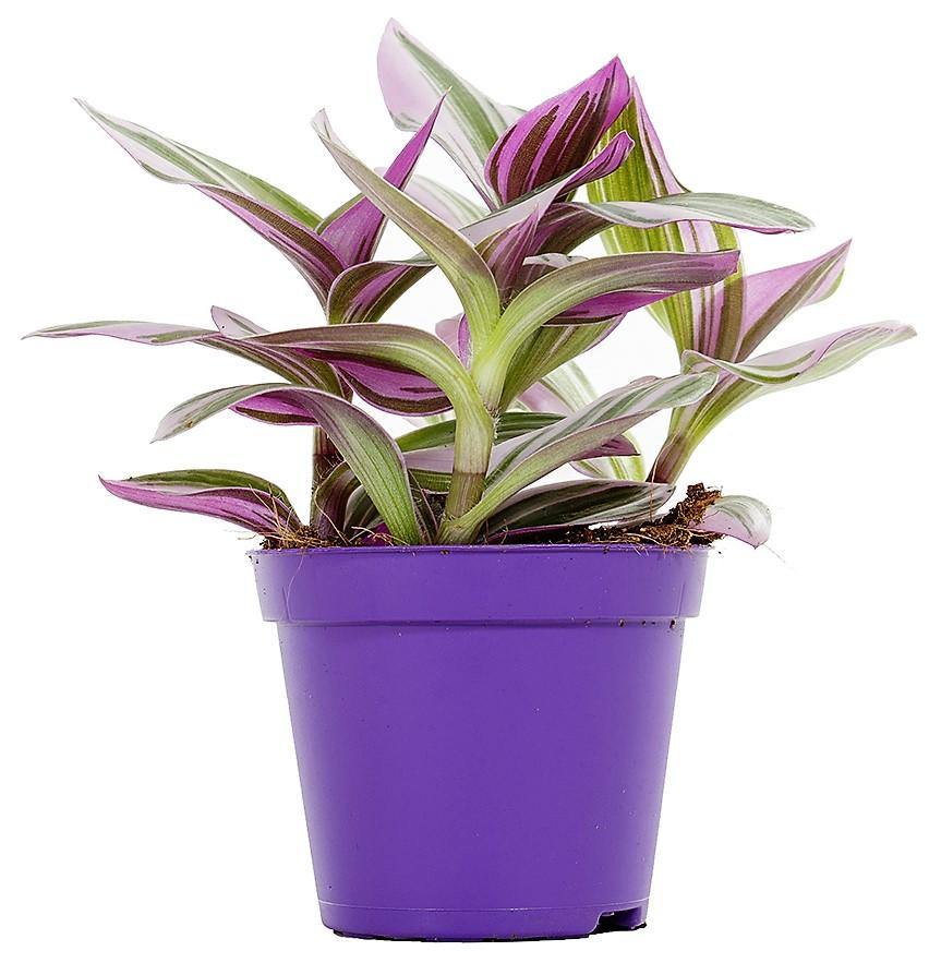 Fantasy Venice, Tradescantia Nanouk - www.Greenie.ae Buy online Best and Healthy Plants and quality products guarantee in Dubai Plants Shop in Dubai Abu Dhabi all over UAE Plants near me Fresh Plants in Dubai where to buy plants in UAE - Greenie.ae