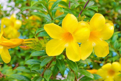 Allamanda Cathartica, Golden Trumpet - www.Greenie.ae Buy online Best and Healthy Plants and quality products guarantee in Dubai Plants Shop in Dubai Abu Dhabi all over UAE Plants near me Fresh Plants in Dubai where to buy plants in UAE - Greenie.ae