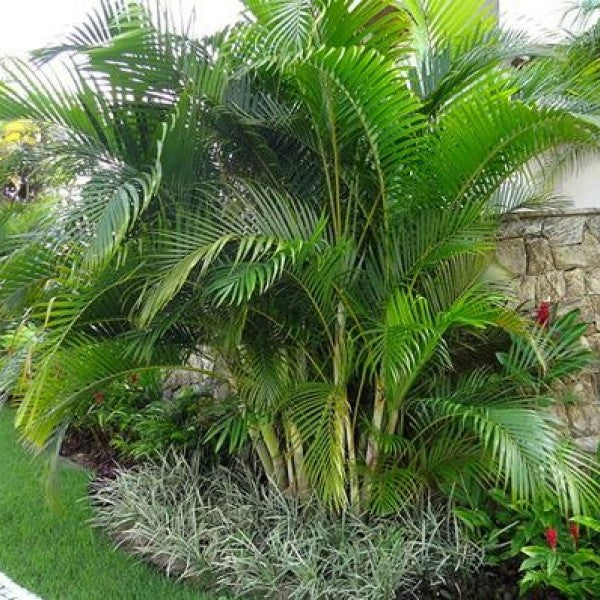areca palm price in uae Areca Palm , Chrysalidocarpus lutescens (Outdoor)