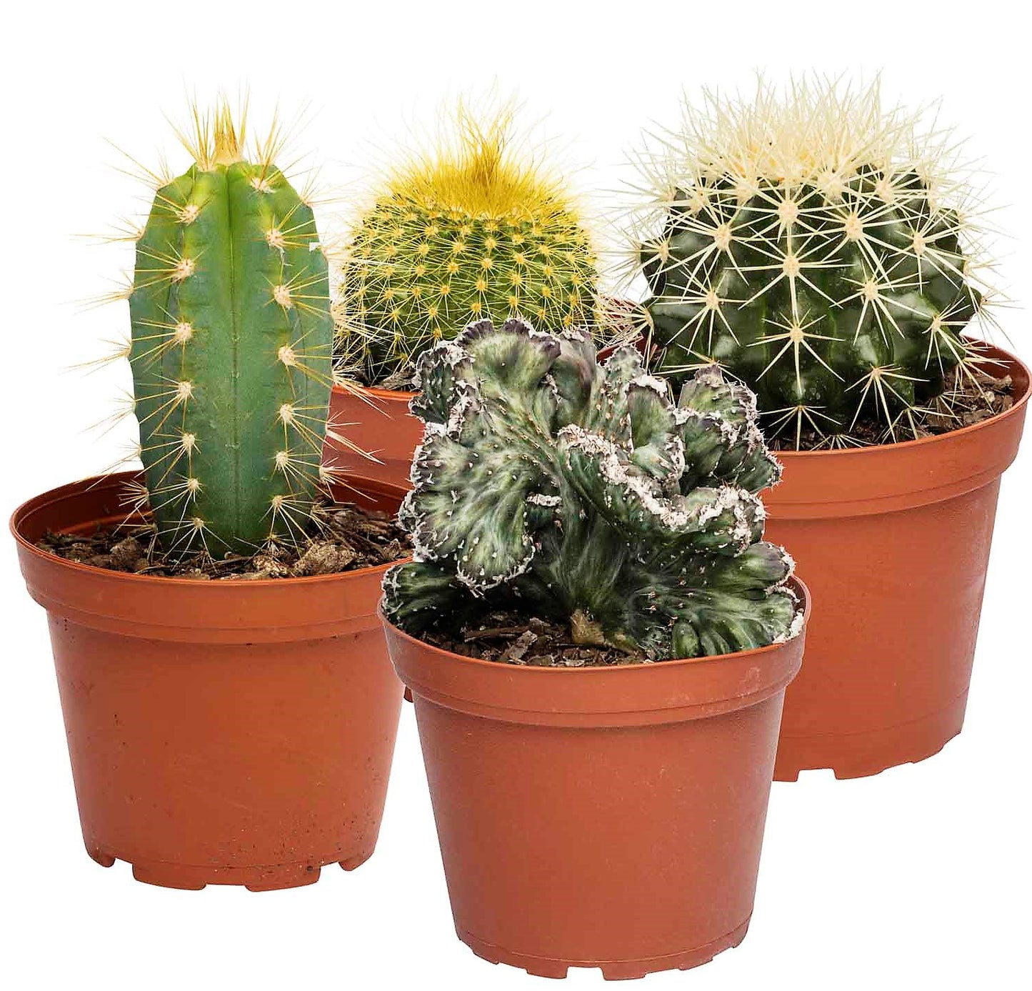 Ornamental Cactus - www.Greenie.ae Buy online Best and Healthy Plants and quality products guarantee in Dubai Plants Shop in Dubai Abu Dhabi all over UAE Plants near me Fresh Plants in Dubai where to buy plants in UAE - Greenie.ae