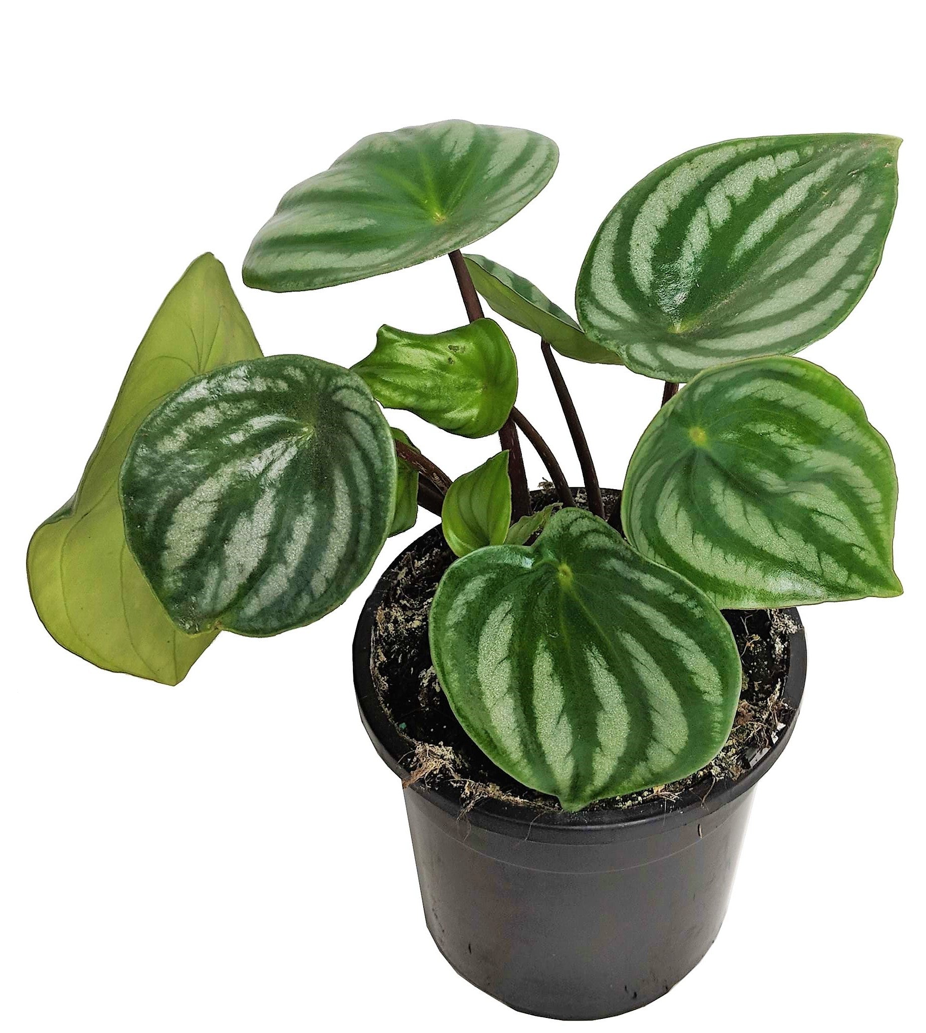 Watermelon Peperomia, Peperomia Argyreia - www.Greenie.ae Buy online Best and Healthy Plants and quality products guarantee in Dubai Plants Shop in Dubai Abu Dhabi all over UAE Plants near me Fresh Plants in Dubai where to buy plants in UAE - Greenie.ae