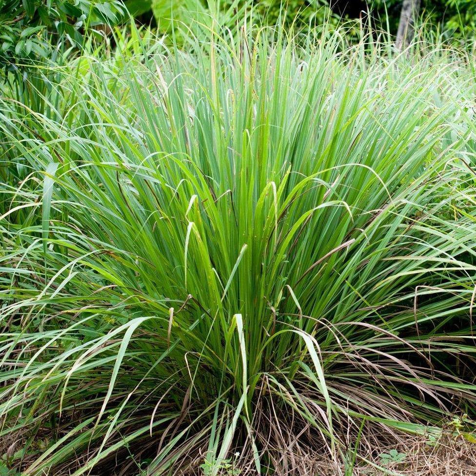 Lemon Grass, Cymbopogon Citratus - www.Greenie.ae Buy online Best and Healthy Plants and quality products guarantee in Dubai Plants Shop in Dubai Abu Dhabi all over UAE Plants near me Fresh Plants in Dubai where to buy plants in UAE - Greenie.ae