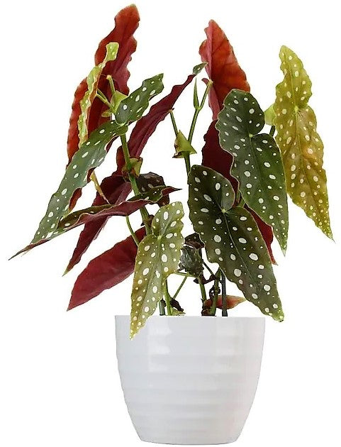 Polka Dot begonia, Begonia Maculata - www.Greenie.ae Buy online Best and Healthy Plants and quality products guarantee in Dubai Plants Shop in Dubai Abu Dhabi all over UAE Plants near me Fresh Plants in Dubai where to buy plants in UAE - Greenie.ae