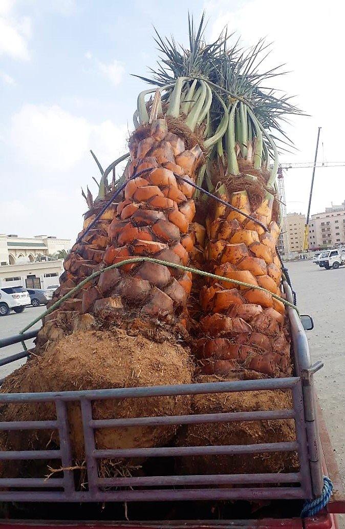 Date Palm, Phoenix Dactylifera - www.Greenie.ae Buy online Best and Healthy Plants and quality products guarantee in Dubai Plants Shop in Dubai Abu Dhabi all over UAE Plants near me Fresh Plants in Dubai where to buy plants in UAE - Greenie.ae