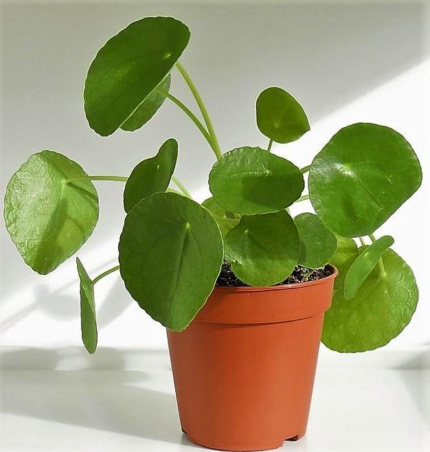 Chinese Money Plant, Pilea Peperomioides - www.Greenie.ae Buy online Best and Healthy Plants and quality products guarantee in Dubai Plants Shop in Dubai Abu Dhabi all over UAE Plants near me Fresh Plants in Dubai where to buy plants in UAE - Greenie.ae