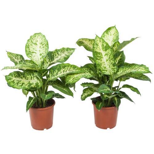 dieffenbachia maroba Dieffenbachia Seguine, Maroba, Mars