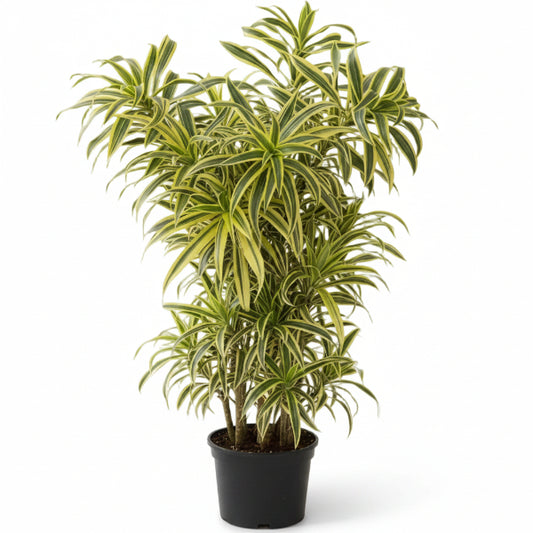 Dracaena Reflexa, Song of India, Pleomele - www.Greenie.ae Buy online Best and Healthy Plants and quality products guarantee in Dubai Plants Shop in Dubai Abu Dhabi all over UAE Plants near me Fresh Plants in Dubai where to buy plants in UAE - Greenie.ae