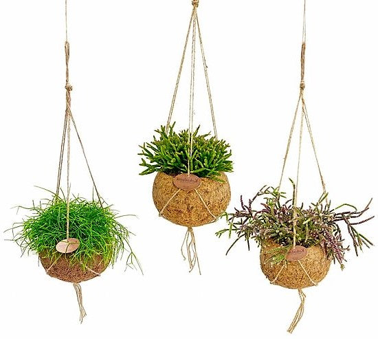 Rhipsalis mix - www.Greenie.ae Buy online Best and Healthy Plants and quality products guarantee in Dubai Plants Shop in Dubai Abu Dhabi all over UAE Plants near me Fresh Plants in Dubai where to buy plants in UAE - Greenie.ae