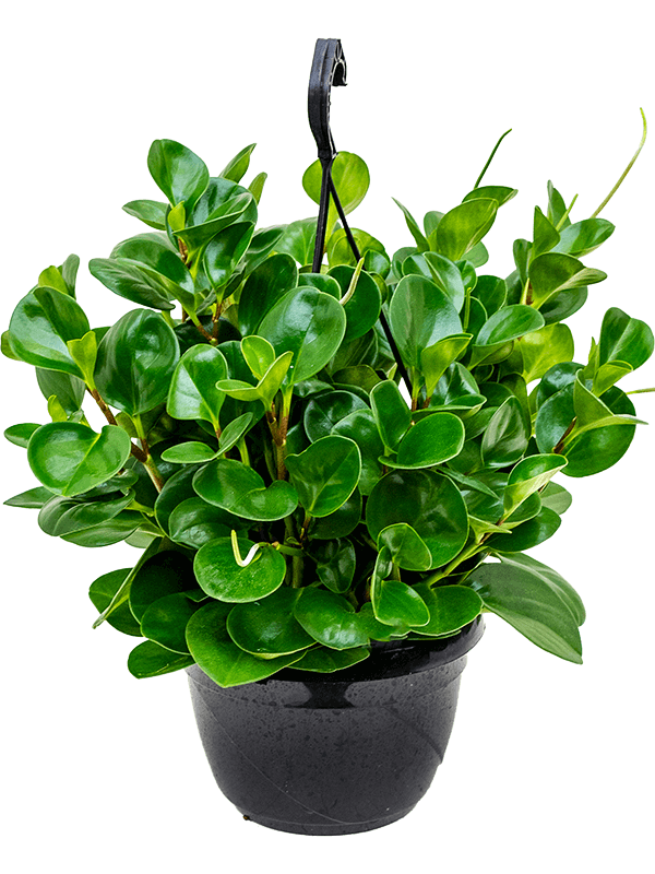 Baby Rubber, Pepper face, Peperomia Obtusifolia - www.Greenie.ae Buy online Best and Healthy Plants and quality products guarantee in Dubai Plants Shop in Dubai Abu Dhabi all over UAE Plants near me Fresh Plants in Dubai where to buy plants in UAE - Greenie.ae