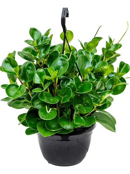 Baby Rubber, Pepper face, Peperomia Obtusifolia - www.Greenie.ae Buy online Best and Healthy Plants and quality products guarantee in Dubai Plants Shop in Dubai Abu Dhabi all over UAE Plants near me Fresh Plants in Dubai where to buy plants in UAE - Greenie.ae