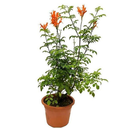Tecomaria Capensis, Cape Honeysuckle, Red, Orange and Yellow - www.Greenie.ae Buy online Best and Healthy Plants and quality products guarantee in Dubai Plants Shop in Dubai Abu Dhabi all over UAE Plants near me Fresh Plants in Dubai where to buy plants in UAE - Greenie.ae
