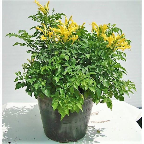 Tecomaria Capensis, Cape Honeysuckle, Red, Orange and Yellow - www.Greenie.ae Buy online Best and Healthy Plants and quality products guarantee in Dubai Plants Shop in Dubai Abu Dhabi all over UAE Plants near me Fresh Plants in Dubai where to buy plants in UAE - Greenie.ae
