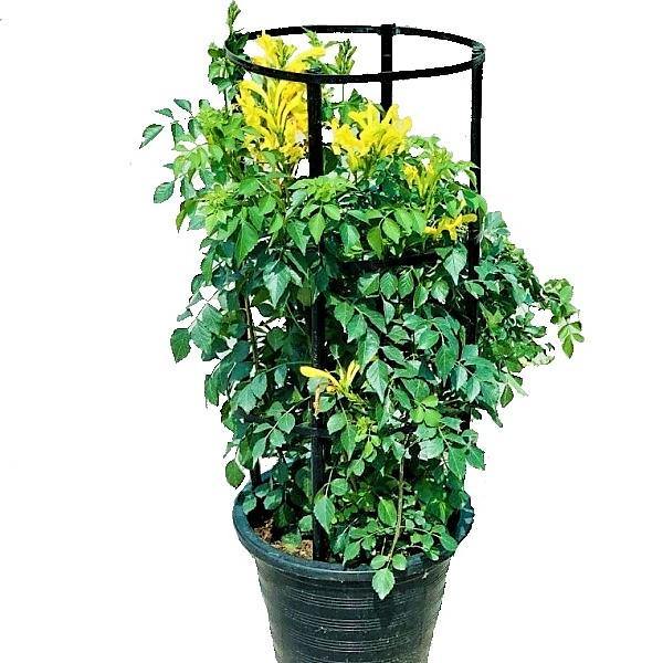 Tecomaria Capensis, Cape Honeysuckle, Red, Orange and Yellow - www.Greenie.ae Buy online Best and Healthy Plants and quality products guarantee in Dubai Plants Shop in Dubai Abu Dhabi all over UAE Plants near me Fresh Plants in Dubai where to buy plants in UAE - Greenie.ae