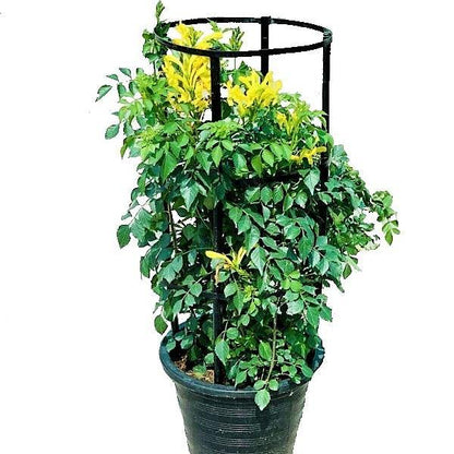 Tecomaria Capensis, Cape Honeysuckle, Red, Orange and Yellow - www.Greenie.ae Buy online Best and Healthy Plants and quality products guarantee in Dubai Plants Shop in Dubai Abu Dhabi all over UAE Plants near me Fresh Plants in Dubai where to buy plants in UAE - Greenie.ae