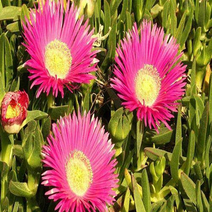 Carpobrotus Edulis, Ice Plant (small) - www.Greenie.ae Buy online Best and Healthy Plants and quality products guarantee in Dubai Plants Shop in Dubai Abu Dhabi all over UAE Plants near me Fresh Plants in Dubai where to buy plants in UAE - Greenie.ae