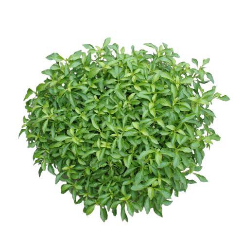 Alternanthera Ficoidea, Gold (small) - www.Greenie.ae Buy online Best and Healthy Plants and quality products guarantee in Dubai Plants Shop in Dubai Abu Dhabi all over UAE Plants near me Fresh Plants in Dubai where to buy plants in UAE - Greenie.ae