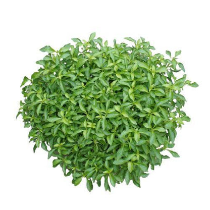Alternanthera Ficoidea, Gold (small) - www.Greenie.ae Buy online Best and Healthy Plants and quality products guarantee in Dubai Plants Shop in Dubai Abu Dhabi all over UAE Plants near me Fresh Plants in Dubai where to buy plants in UAE - Greenie.ae