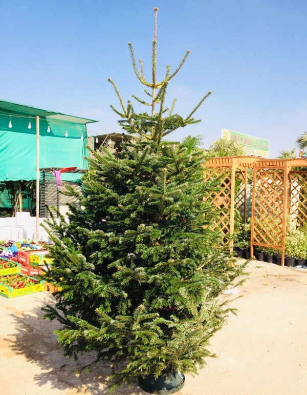 Real Christmas tree, Nordmann fir, Caucasian fir - www.Greenie.ae Buy online Best and Healthy Plants and quality products guarantee in Dubai Plants Shop in Dubai Abu Dhabi all over UAE Plants near me Fresh Plants in Dubai where to buy plants in UAE - Greenie.ae