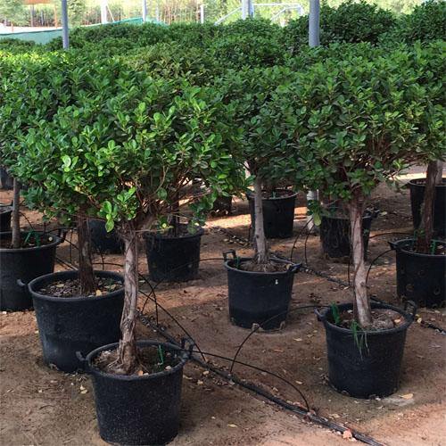 Ficus Diversifolia Single Head - www.Greenie.ae Buy online Best and Healthy Plants and quality products guarantee in Dubai Plants Shop in Dubai Abu Dhabi all over UAE Plants near me Fresh Plants in Dubai where to buy plants in UAE - Greenie.ae