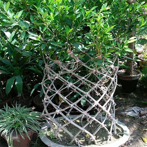 Ficus Panda Cage Shape - www.Greenie.ae Buy online Best and Healthy Plants and quality products guarantee in Dubai Plants Shop in Dubai Abu Dhabi all over UAE Plants near me Fresh Plants in Dubai where to buy plants in UAE - Greenie.ae