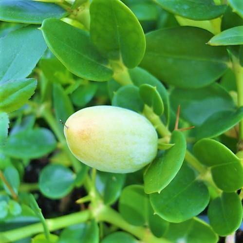 Carissa Grandiflora, Prostrata, Natal Plum - www.Greenie.ae Buy online Best and Healthy Plants and quality products guarantee in Dubai Plants Shop in Dubai Abu Dhabi all over UAE Plants near me Fresh Plants in Dubai where to buy plants in UAE - Greenie.ae
