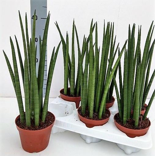 African spear , Sansevieria Cylindrica - www.Greenie.ae Buy online Best and Healthy Plants and quality products guarantee in Dubai Plants Shop in Dubai Abu Dhabi all over UAE Plants near me Fresh Plants in Dubai where to buy plants in UAE - Greenie.ae