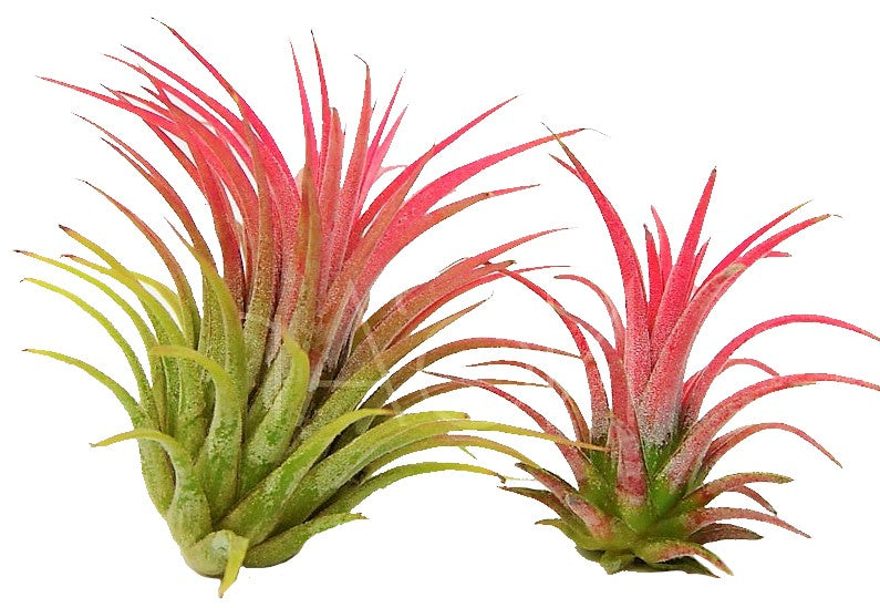 Tillandsia Lonantha Red Clumb - www.Greenie.ae Buy online Best and Healthy Plants and quality products guarantee in Dubai Plants Shop in Dubai Abu Dhabi all over UAE Plants near me Fresh Plants in Dubai where to buy plants in UAE - Greenie.ae