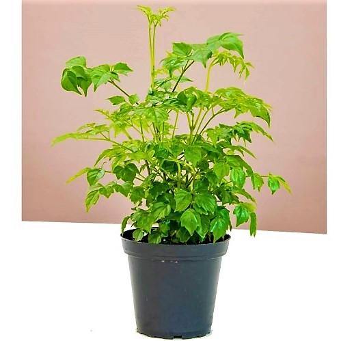 China Doll Plant - www.Greenie.ae Buy online Best and Healthy Plants and quality products guarantee in Dubai Plants Shop in Dubai Abu Dhabi all over UAE Plants near me Fresh Plants in Dubai where to buy plants in UAE - Greenie.ae