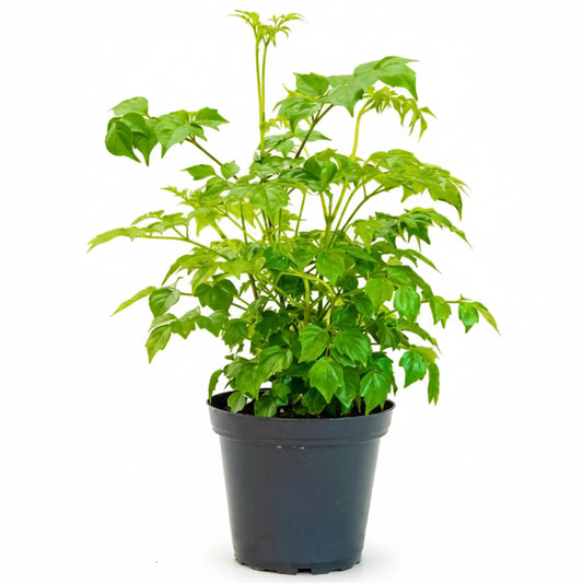 China Doll Plant - www.Greenie.ae Buy online Best and Healthy Plants and quality products guarantee in Dubai Plants Shop in Dubai Abu Dhabi all over UAE Plants near me Fresh Plants in Dubai where to buy plants in UAE - Greenie.ae