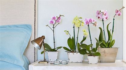 Moth Orchids, Phalaenopsis orchids - www.Greenie.ae Buy online Best and Healthy Plants and quality products guarantee in Dubai Plants Shop in Dubai Abu Dhabi all over UAE Plants near me Fresh Plants in Dubai where to buy plants in UAE - Greenie.ae