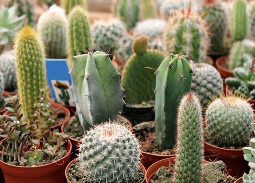 Ornamental Cactus - www.Greenie.ae Buy online Best and Healthy Plants and quality products guarantee in Dubai Plants Shop in Dubai Abu Dhabi all over UAE Plants near me Fresh Plants in Dubai where to buy plants in UAE - Greenie.ae