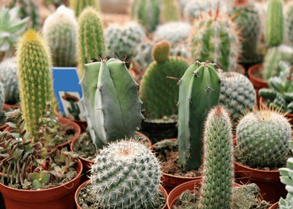 Ornamental Cactus - www.Greenie.ae Buy online Best and Healthy Plants and quality products guarantee in Dubai Plants Shop in Dubai Abu Dhabi all over UAE Plants near me Fresh Plants in Dubai where to buy plants in UAE - Greenie.ae