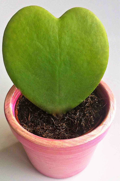Lucky Heart, Hoya Kerrii - www.Greenie.ae Buy online Best and Healthy Plants and quality products guarantee in Dubai Plants Shop in Dubai Abu Dhabi all over UAE Plants near me Fresh Plants in Dubai where to buy plants in UAE - Greenie.ae
