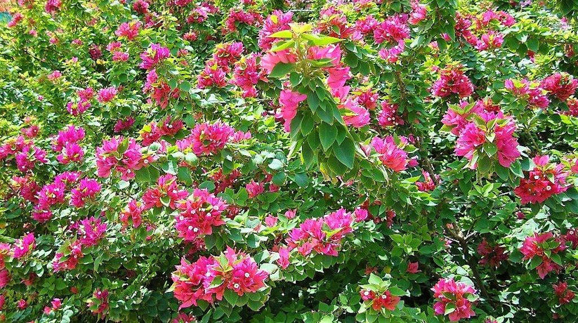 Bougainvillea Pink Pixie Dubai UAE best online Plants