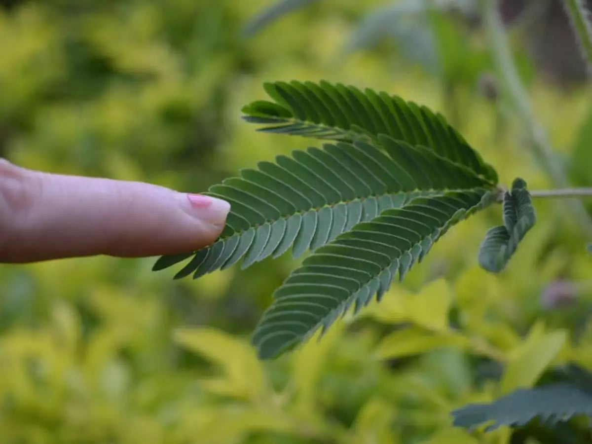 Touch me not, Mimosa Pudica - www.Greenie.ae Buy online Best and Healthy Plants and quality products guarantee in Dubai Plants Shop in Dubai Abu Dhabi all over UAE Plants near me Fresh Plants in Dubai where to buy plants in UAE - Greenie.ae