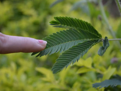 Touch me not, Mimosa Pudica - www.Greenie.ae Buy online Best and Healthy Plants and quality products guarantee in Dubai Plants Shop in Dubai Abu Dhabi all over UAE Plants near me Fresh Plants in Dubai where to buy plants in UAE - Greenie.ae