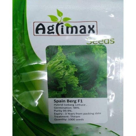 Spain Berg F1 Iceberg Lettuce Premium Quality Seeds - www.Greenie.ae Buy online Best and Healthy Plants and quality products guarantee in Dubai Plants Shop in Dubai Abu Dhabi all over UAE Plants near me Fresh Plants in Dubai where to buy plants in UAE - Greenie.ae