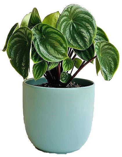 Watermelon Peperomia, Peperomia Argyreia - www.Greenie.ae Buy online Best and Healthy Plants and quality products guarantee in Dubai Plants Shop in Dubai Abu Dhabi all over UAE Plants near me Fresh Plants in Dubai where to buy plants in UAE - Greenie.ae