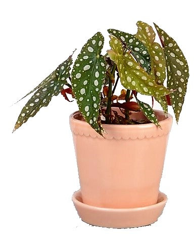 Polka Dot begonia, Begonia Maculata - www.Greenie.ae Buy online Best and Healthy Plants and quality products guarantee in Dubai Plants Shop in Dubai Abu Dhabi all over UAE Plants near me Fresh Plants in Dubai where to buy plants in UAE - Greenie.ae