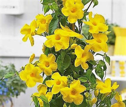 Yellow Bell Climber, Mandevilla Splendens - www.Greenie.ae Buy online Best and Healthy Plants and quality products guarantee in Dubai Plants Shop in Dubai Abu Dhabi all over UAE Plants near me Fresh Plants in Dubai where to buy plants in UAE - Greenie.ae