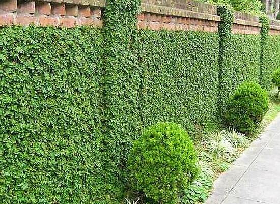 Climbing Fig, Ficus Pumila - www.Greenie.ae Buy online Best and Healthy Plants and quality products guarantee in Dubai Plants Shop in Dubai Abu Dhabi all over UAE Plants near me Fresh Plants in Dubai where to buy plants in UAE - Greenie.ae