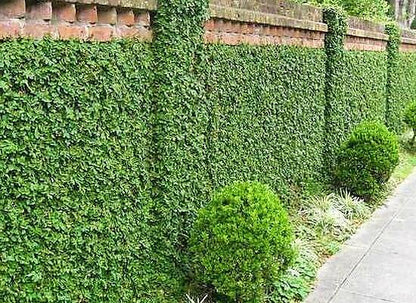 Climbing Fig, Ficus Pumila - www.Greenie.ae Buy online Best and Healthy Plants and quality products guarantee in Dubai Plants Shop in Dubai Abu Dhabi all over UAE Plants near me Fresh Plants in Dubai where to buy plants in UAE - Greenie.ae