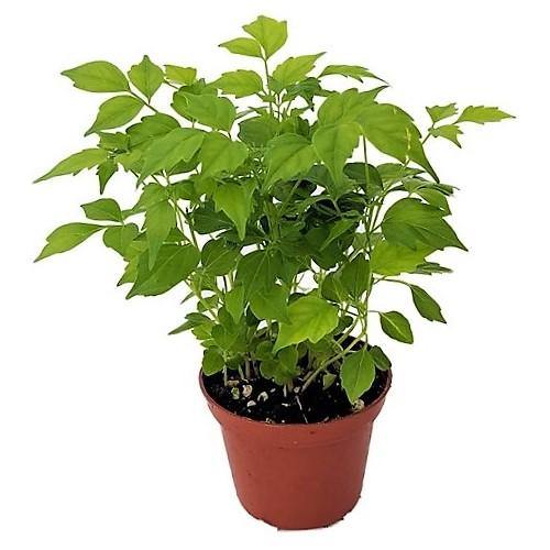 China Doll Plant - www.Greenie.ae Buy online Best and Healthy Plants and quality products guarantee in Dubai Plants Shop in Dubai Abu Dhabi all over UAE Plants near me Fresh Plants in Dubai where to buy plants in UAE - Greenie.ae