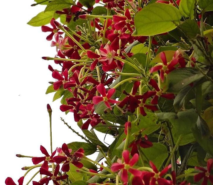 Rangoon Creeper , Quisqualis Indica, Red Jasmine - www.Greenie.ae Buy online Best and Healthy Plants and quality products guarantee in Dubai Plants Shop in Dubai Abu Dhabi all over UAE Plants near me Fresh Plants in Dubai where to buy plants in UAE - Greenie.ae