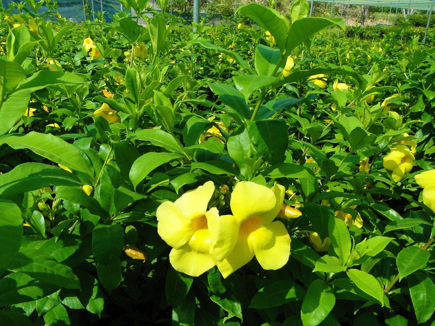Allamanda Cathartica, Golden Trumpet - www.Greenie.ae Buy online Best and Healthy Plants and quality products guarantee in Dubai Plants Shop in Dubai Abu Dhabi all over UAE Plants near me Fresh Plants in Dubai where to buy plants in UAE - Greenie.ae