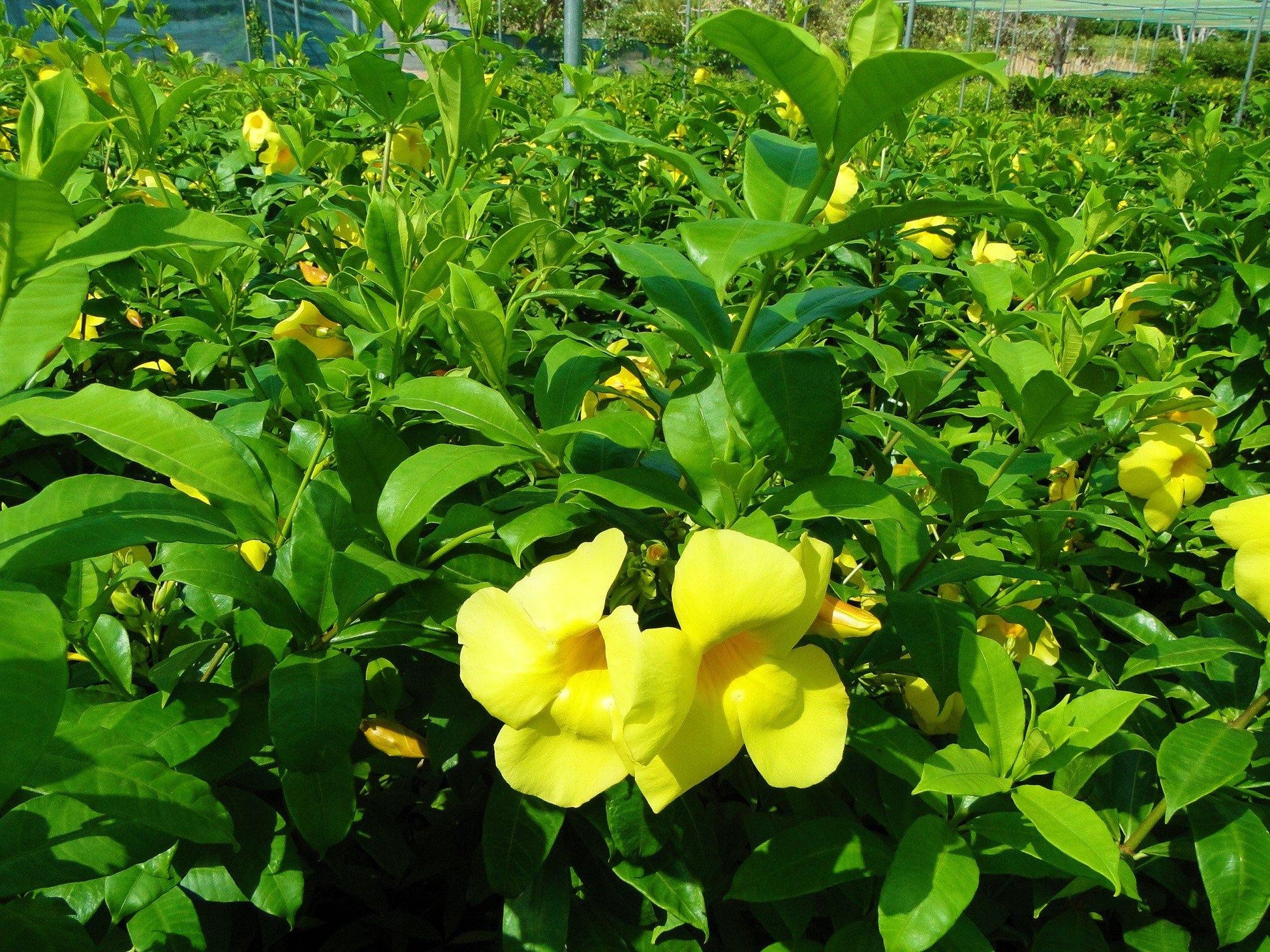 Allamanda Cathartica, Golden Trumpet - www.Greenie.ae Buy online Best and Healthy Plants and quality products guarantee in Dubai Plants Shop in Dubai Abu Dhabi all over UAE Plants near me Fresh Plants in Dubai where to buy plants in UAE - Greenie.ae